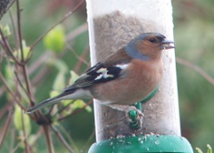 20170322 Chaffinch